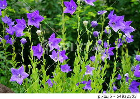 奈良・元興寺の桔梗3 奈良・元興寺の桔梗3 54932505