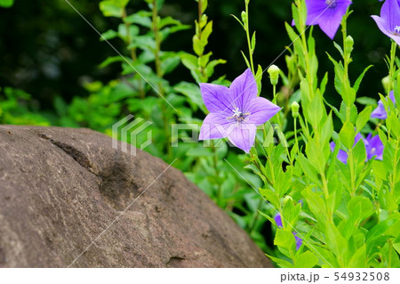 奈良元興寺・桔梗の寺１ 54932508