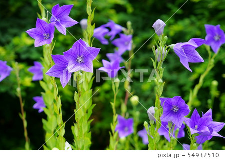 奈良・元興寺の桔梗６ 54932510