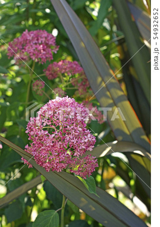 茂みのボタンクサギ 54932652