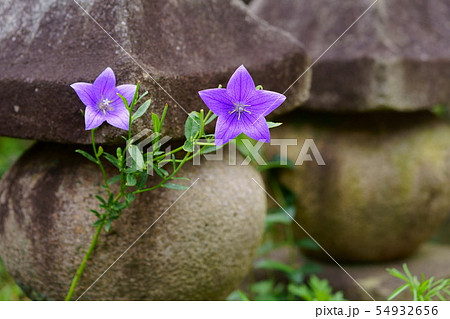 奈良元興寺・桔梗の寺５ 54932656