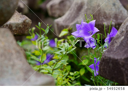 奈良元興寺・桔梗の寺６ 54932658