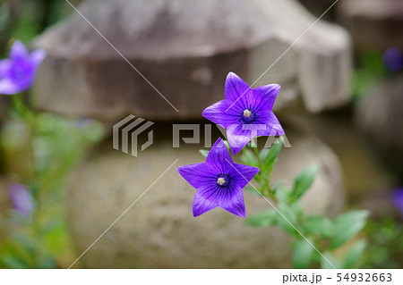 奈良元興寺・桔梗の寺8 奈良元興寺・桔梗の寺8 54932663