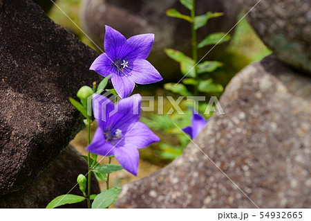 奈良元興寺・桔梗の寺10 奈良元興寺・桔梗の寺10 54932665