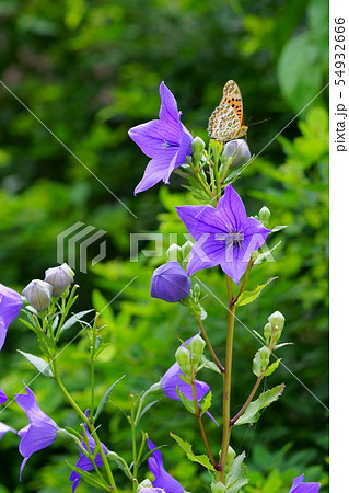 奈良元興寺・桔梗の庭1 奈良元興寺・桔梗の庭1 54932666
