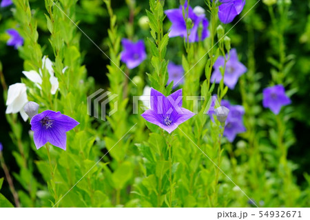 奈良元興寺・桔梗の庭５ 54932671