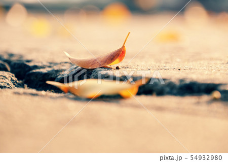 yellow leaves sad concept with blurred background yellow leaves sad concept with blurred background 54932980