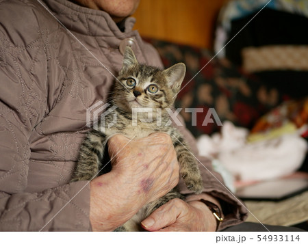 抱っこされる子猫 54933114