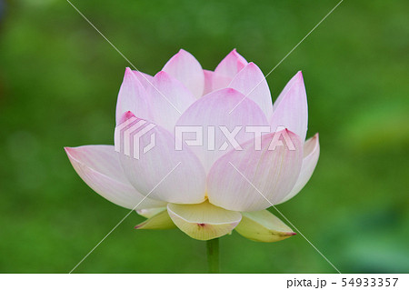 蓮の花 54933357