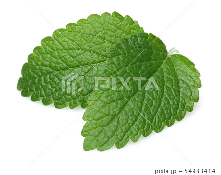 Fresh lemon balm leaves or melissa isolated Fresh lemon balm leaves or melissa isolated 54933414