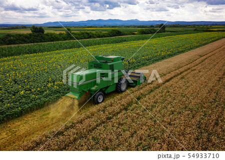 Harvesting wheat on a summer day, aerial drone 54933710