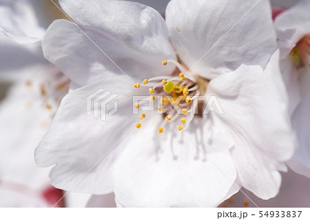 桜の花びら 54933837