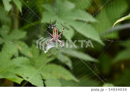 蜘蛛 54934039