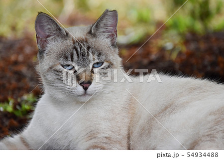 猫 54934488