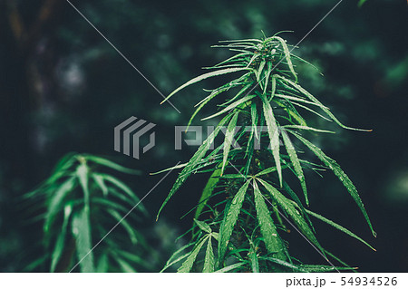 cannabis on a Black background cannabis on a Black background 54934526