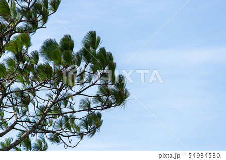 Pinus mugo - It is also known as creeping pine, Pinus mugo - It is also known as creeping pine, 54934530