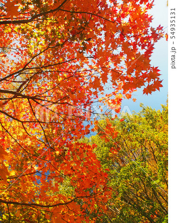 西沢渓谷 54935131