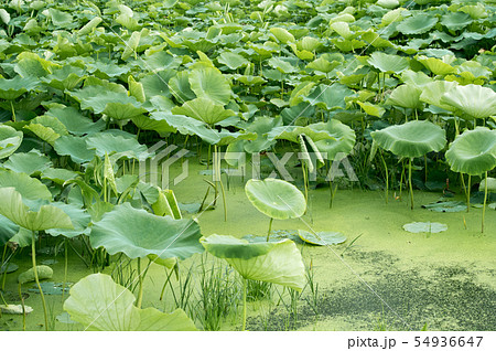 レンコン畑 ハスの葉の写真素材