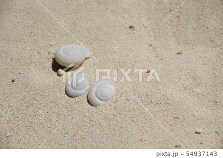 貝の化石 貝の化石 54937143