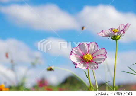 コスモス 54937431