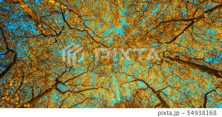 Autunm trees in the park, perfect fall scenery Autunm trees in the park, perfect fall scenery 54938168