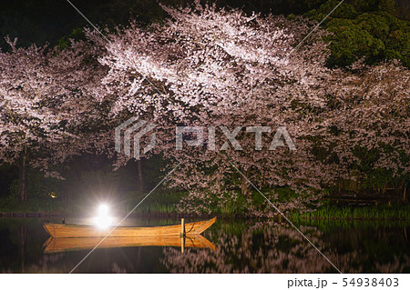 三渓園の夜桜 三渓園の夜桜 54938403