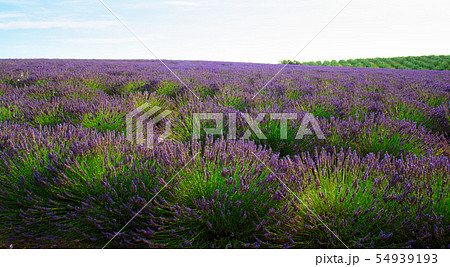 Blooming Lavender field 54939193