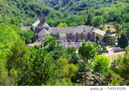 Abbey Senanque and Lavender field, France 54939199