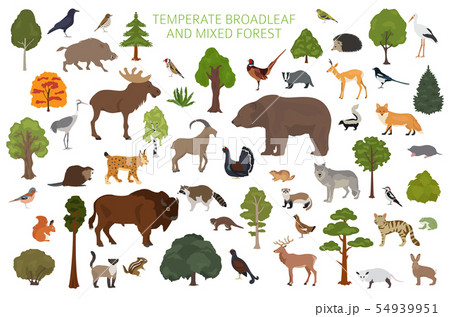 Temperate broadleaf forest and mixed forest biome. 54939951