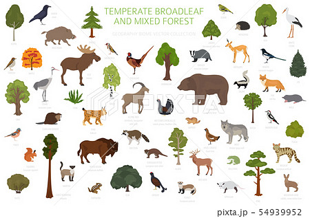 Temperate broadleaf forest and mixed forest biome. 54939952