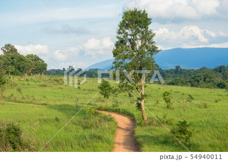 Dirt, Forest, Land, Meadow, Summer Dirt, Forest, Land, Meadow, Summer 54940011