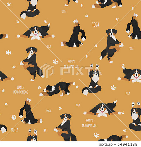 Yoga dogs poses and exercises. Bernese mountain 54941138