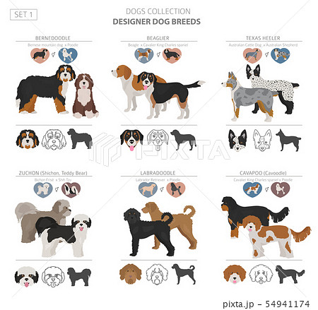 Designer dogs, crossbreed, hybrid mix pooches 54941174