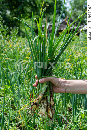 Man holds fresh onion in his hand 54941502