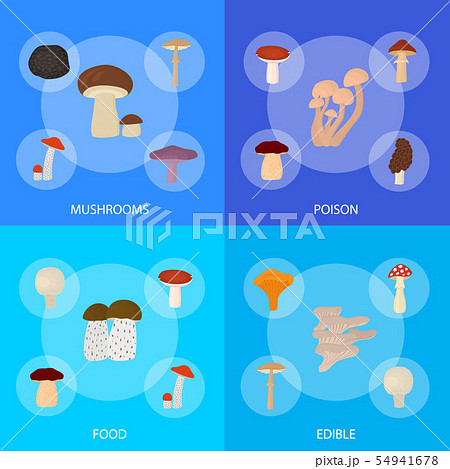 Cartoon Color Poisonous and Edible Mushrooms Banner Set. Vector 54941678