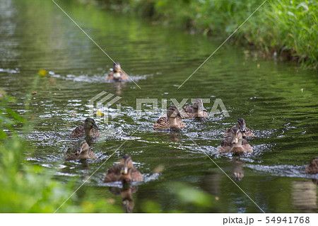 Ducks swimming in the blue lake. together group in nature Ducks swimming in the blue lake. together group in nature 54941768