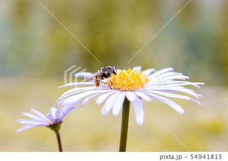 An insect sits on a beautiful rose flower An insect sits on a beautiful rose flower 54941815