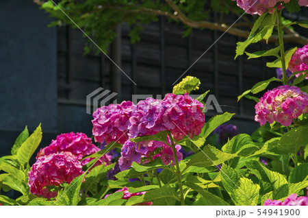 府中郷土の森 あじさい 府中郷土の森 あじさい 54941900