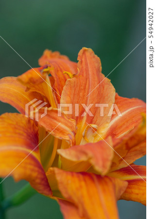 ヤブカンゾウの花 54942027