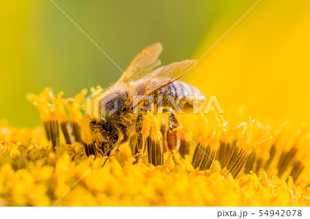 Honey bee collecting pollen nectar in sunflower 54942078
