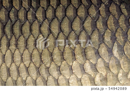 commun carp scales background. 54942089