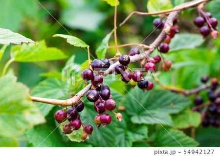 Ripe and tasty black currant berries Ripe and tasty black currant berries 54942127