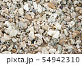 Shells on the ocean beach, background 54942310