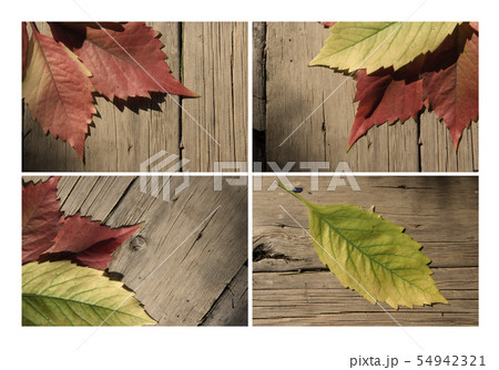 Autumn leaf collection for your design 54942321