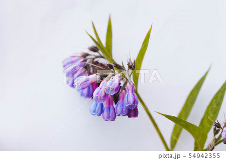 Beautiful purple flowers on a white background Beautiful purple flowers on a white background 54942355
