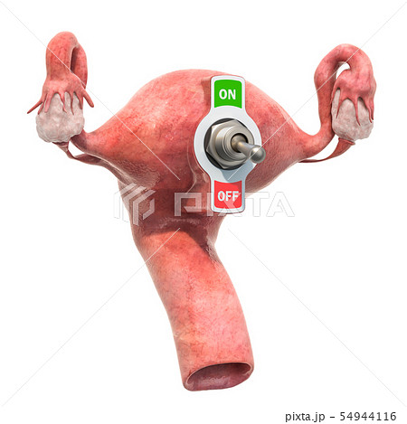 Female uterus with toggle switch 54944116