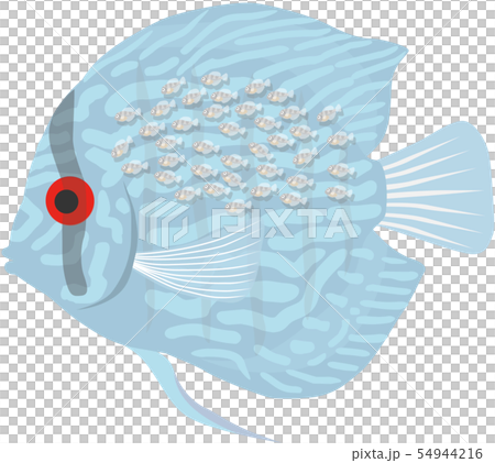 Discus milk fry turquoise 54944216