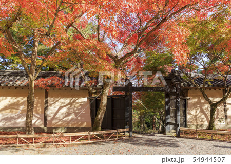 京都・二尊院・秋・紅葉・築地塀と黒門 54944507