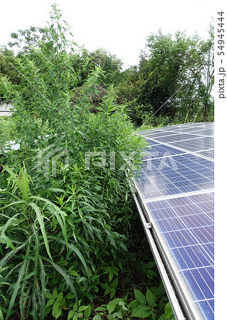 雑草に囲まれた太陽光発電所 雑草に囲まれた太陽光発電所 54945444