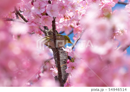 メジロと河津桜　東京都江戸川区　旧中川 54946514